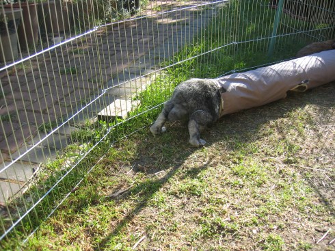 img_4876 (Modified in GIMP Image Editor)