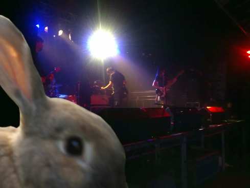 HaasAtTheWeddingPresent2