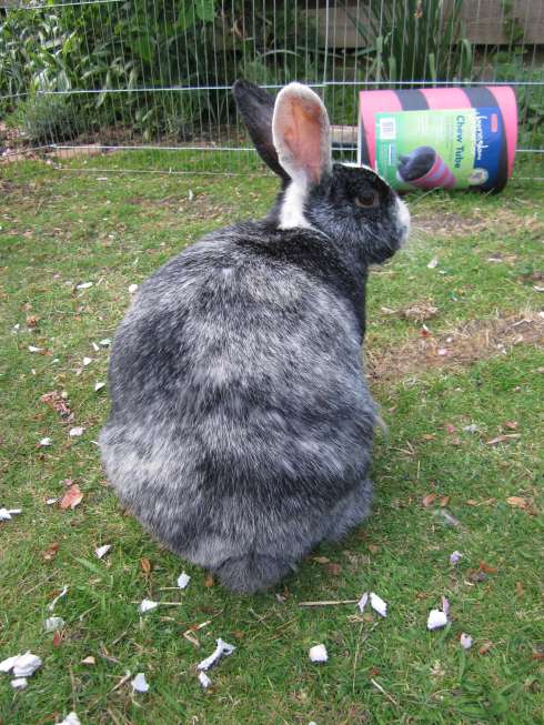 EasterBun1