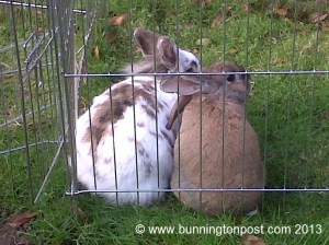 WaitressApproaching2