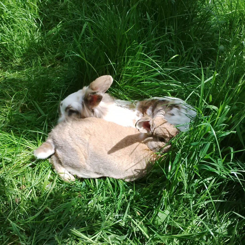 Haas and Katrijn lounging in the grass