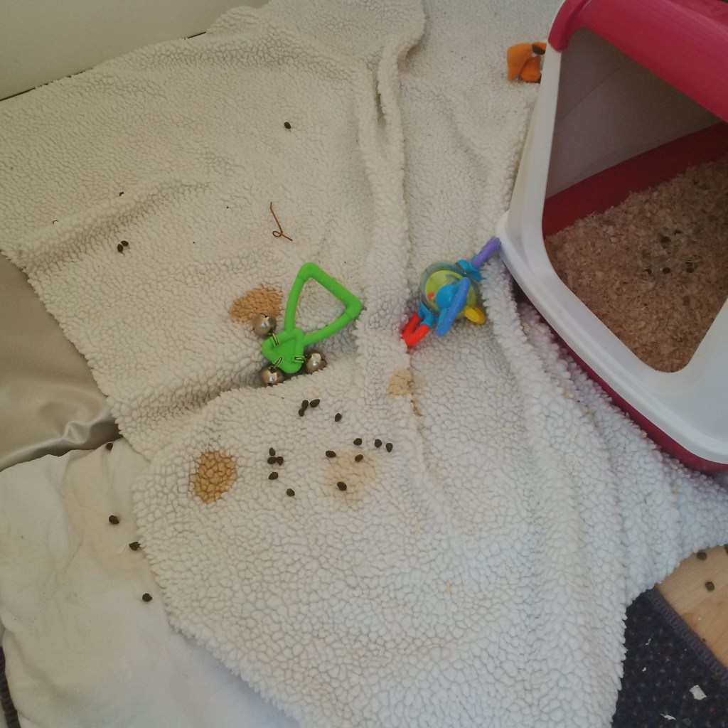 Bouffe Multiple protest Pee