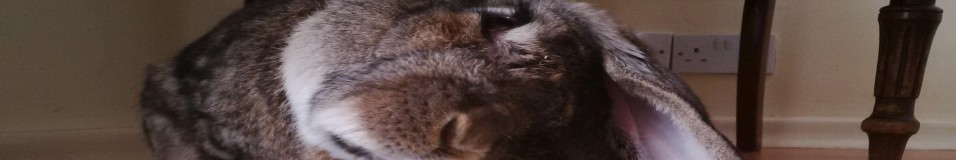 Bouffe Exclusive: My Headtilt Story