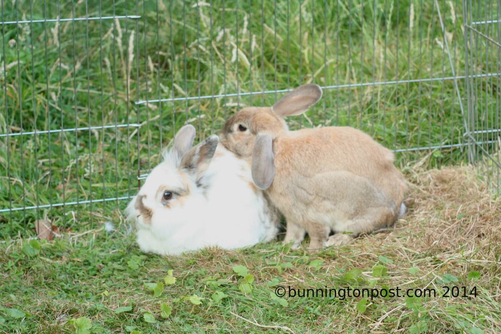 HaasKatrijnSummer2014-2