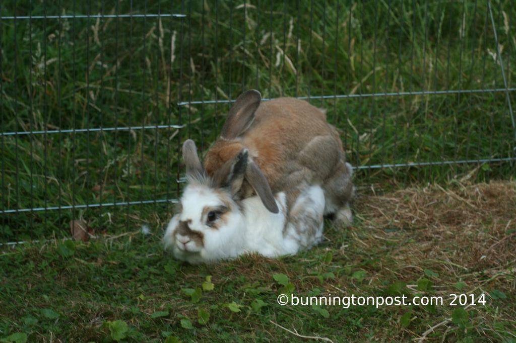 HaasKatrijnSummer2014-3