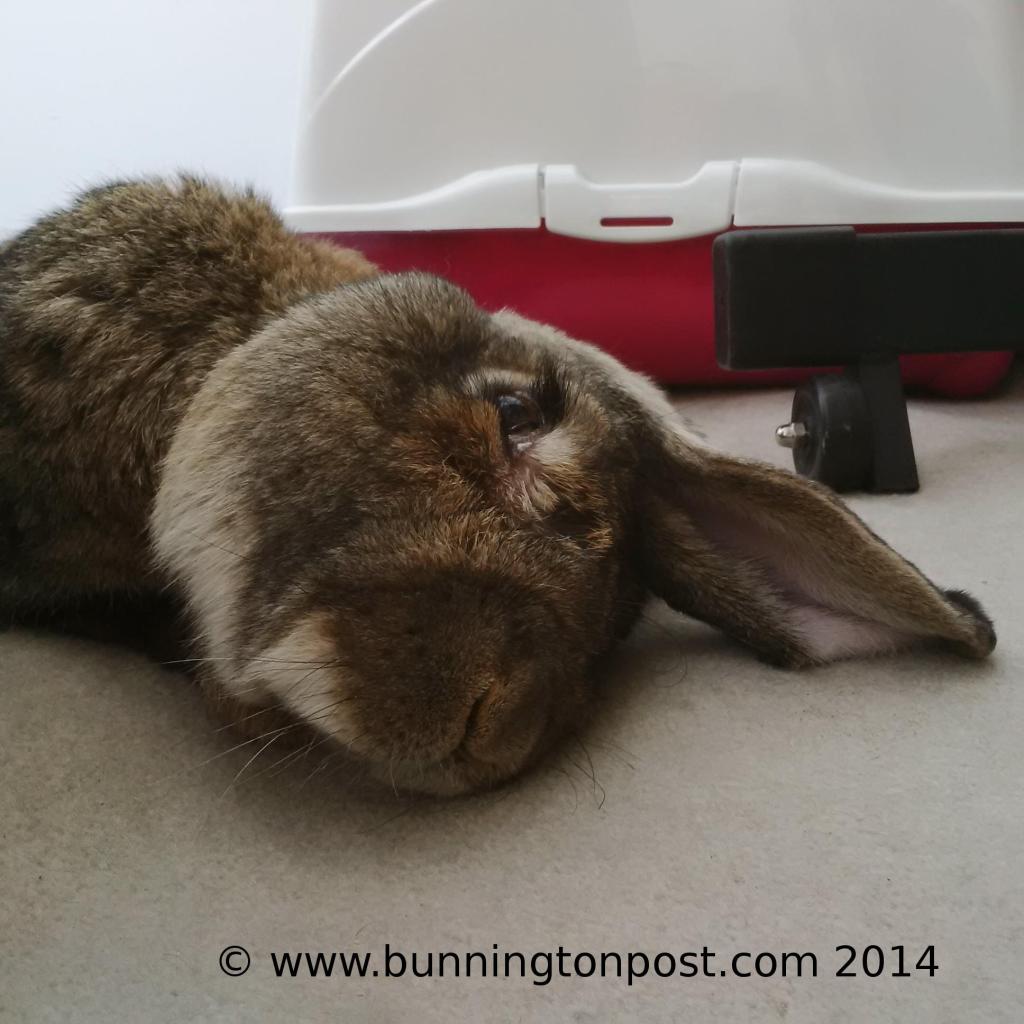 Bouffe ear to the ground