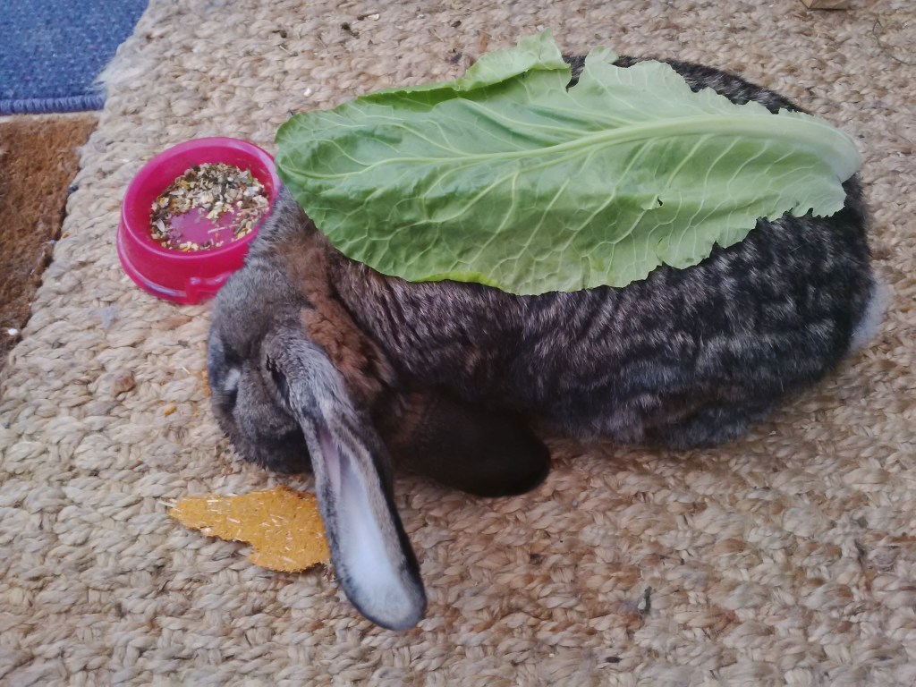 Bouffe's Halloween costume