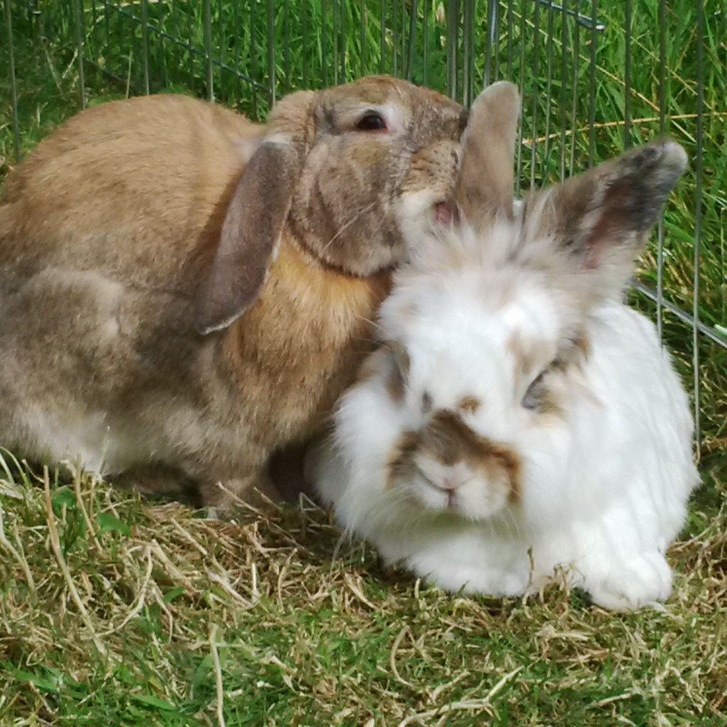 In August I groomed Katrijn's ears which had been bent by Putin.