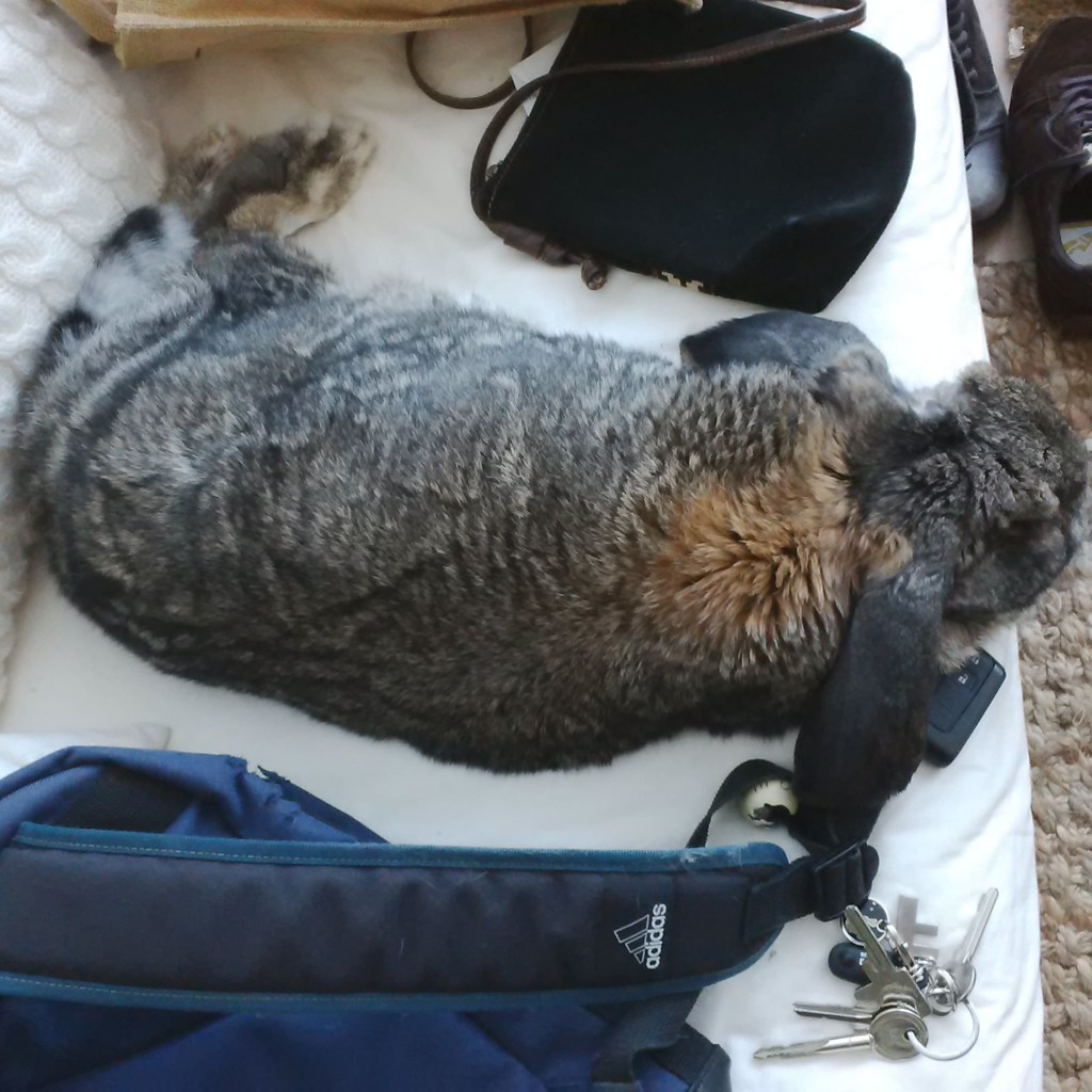 This is the last picture of me sans head tilt. Quality time on the sofa.