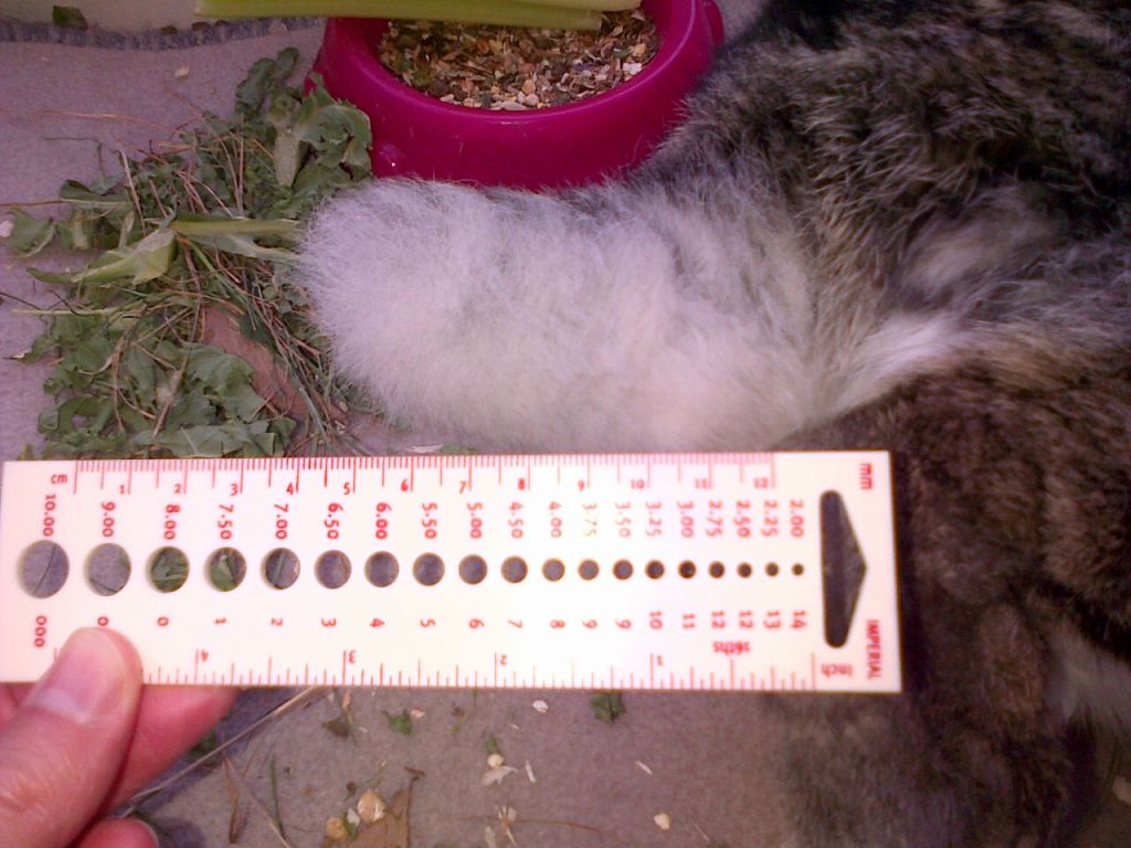 In July I had my tail measured. It's bigger than Putin's.