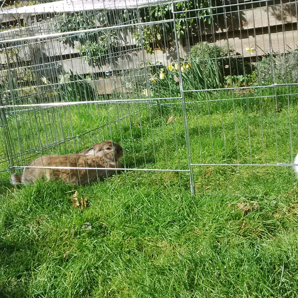 In April I enjoyed some daffodils. Not that I ate them or anything.