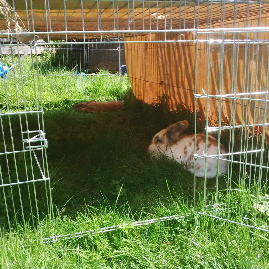 In May the garden was hot. No thanks to Putin.