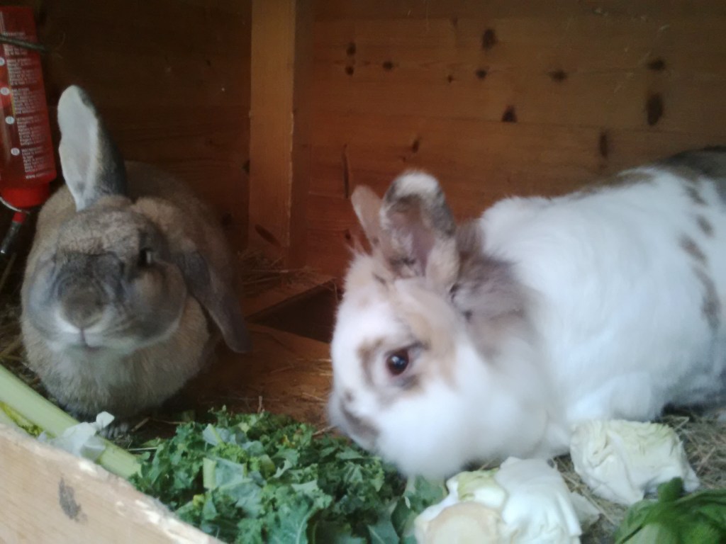 So we went back inside. Our hutch is better than Putin's.