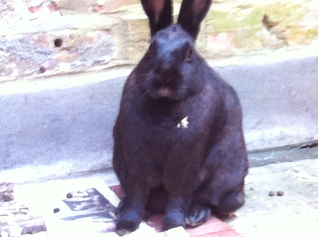 Picture of black rabbit called Expresso