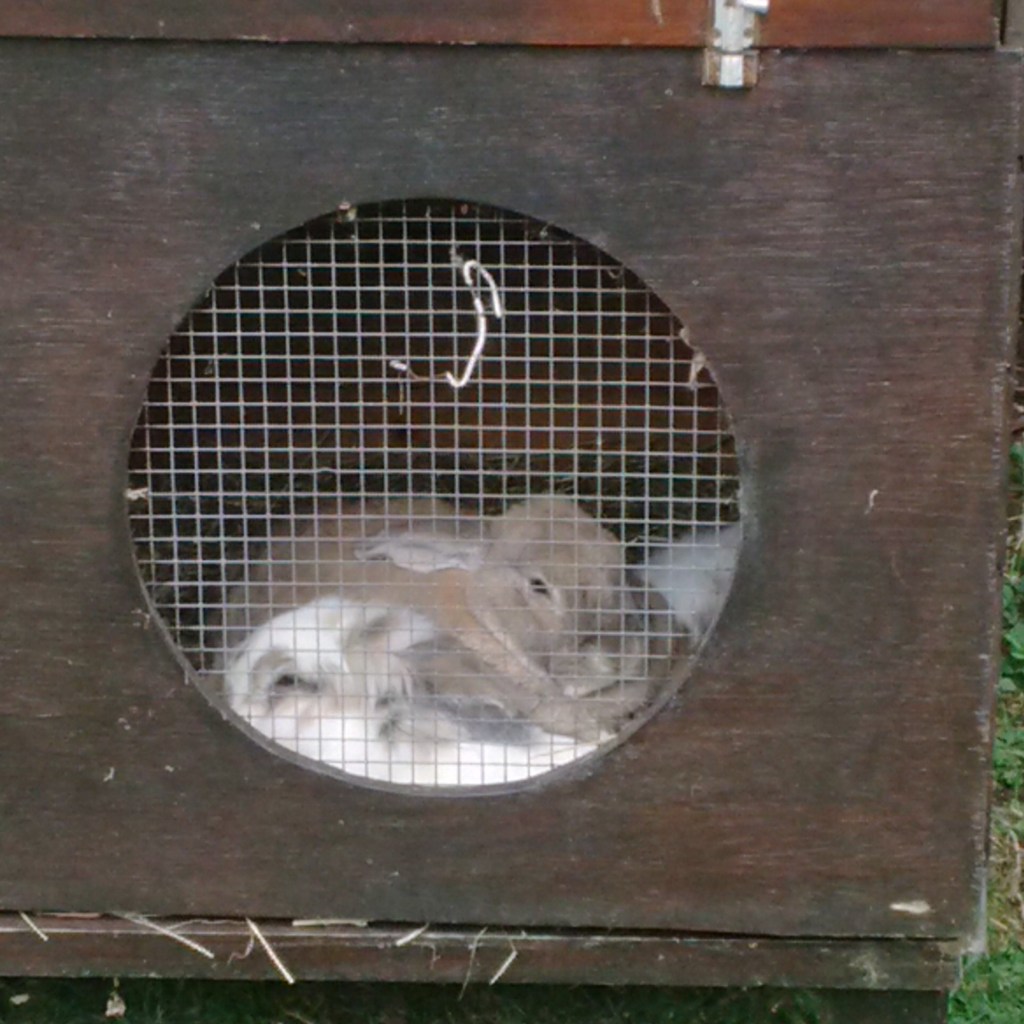 Haas and Katrijn chiling at home