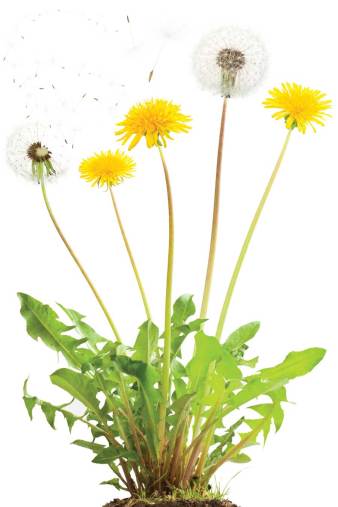 dandelion-plant