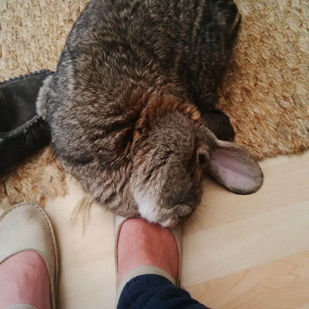 Bouffe sleeping on my foot