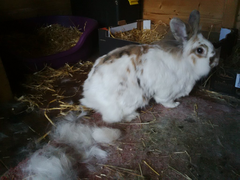 The fur is&nbsp;flying