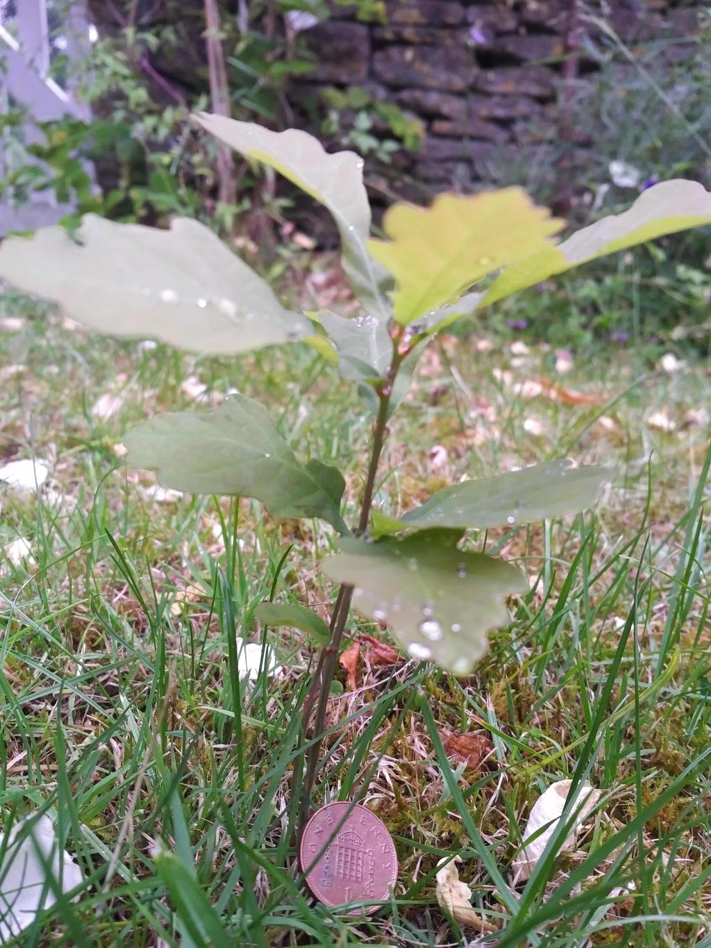 Magic Money Tree yielding a penny