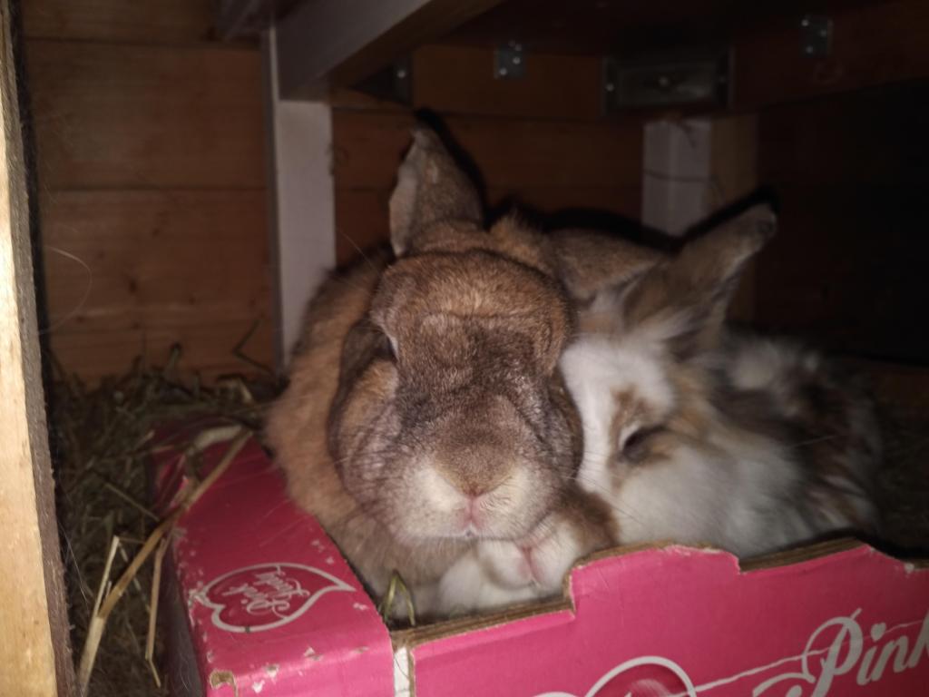 29 March 2019: we predict a&nbsp;riot