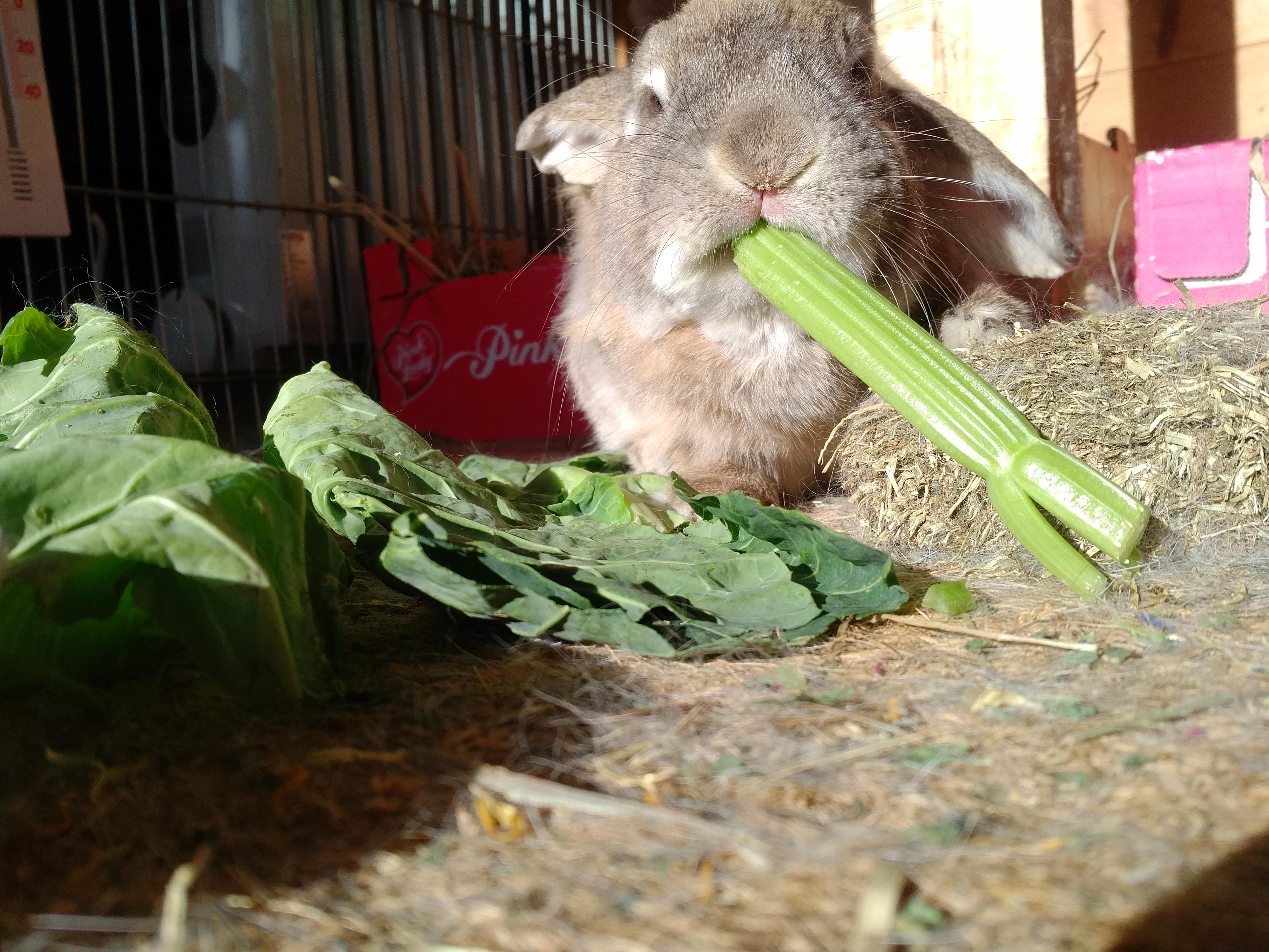 IMG_20180202_1122517