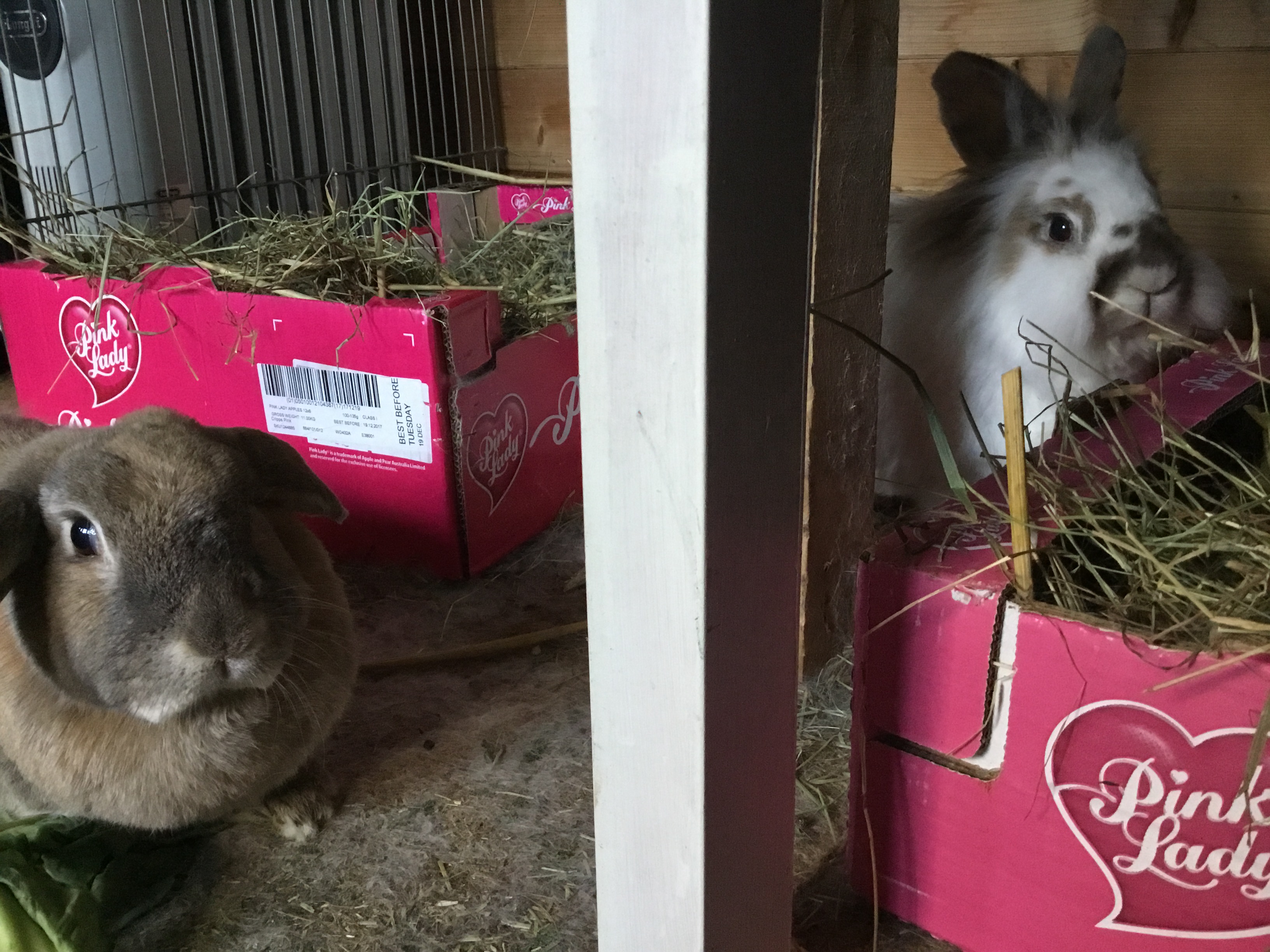 Katrijn and Haas side besides their hay boxes looking
