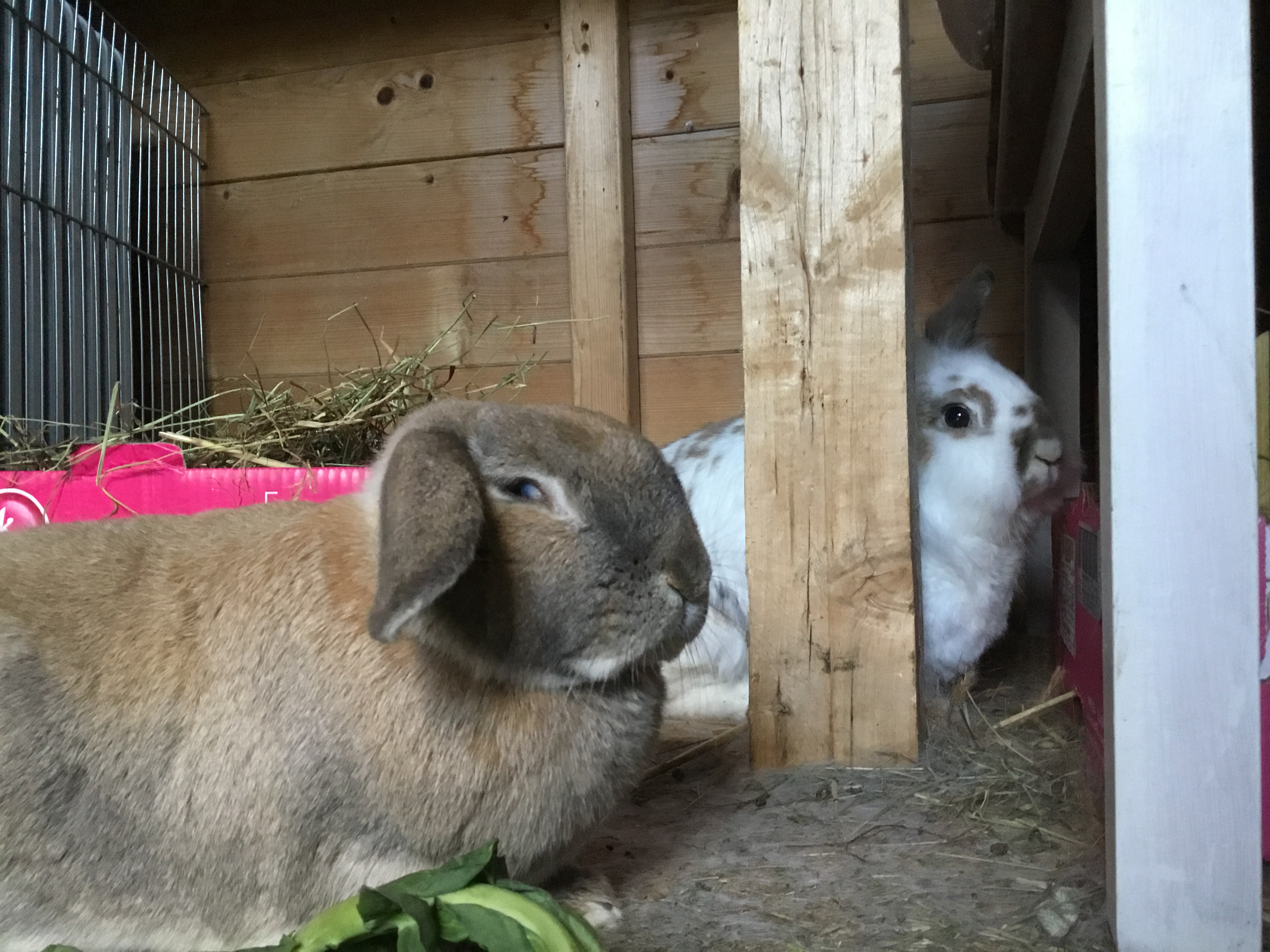 Haas the rabbit sits in the foreground and squints while Katrijn peers at the camera from behind a wooden table leg