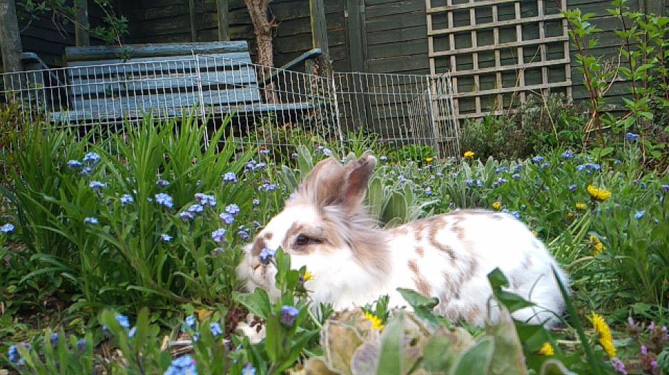 Katrijn the Lionhead rabbit reclines in a flower bed surrounded by forget-me-nots and dandelions in bloom. In the background a blue garden bench are visible as well as a trellis and plants.