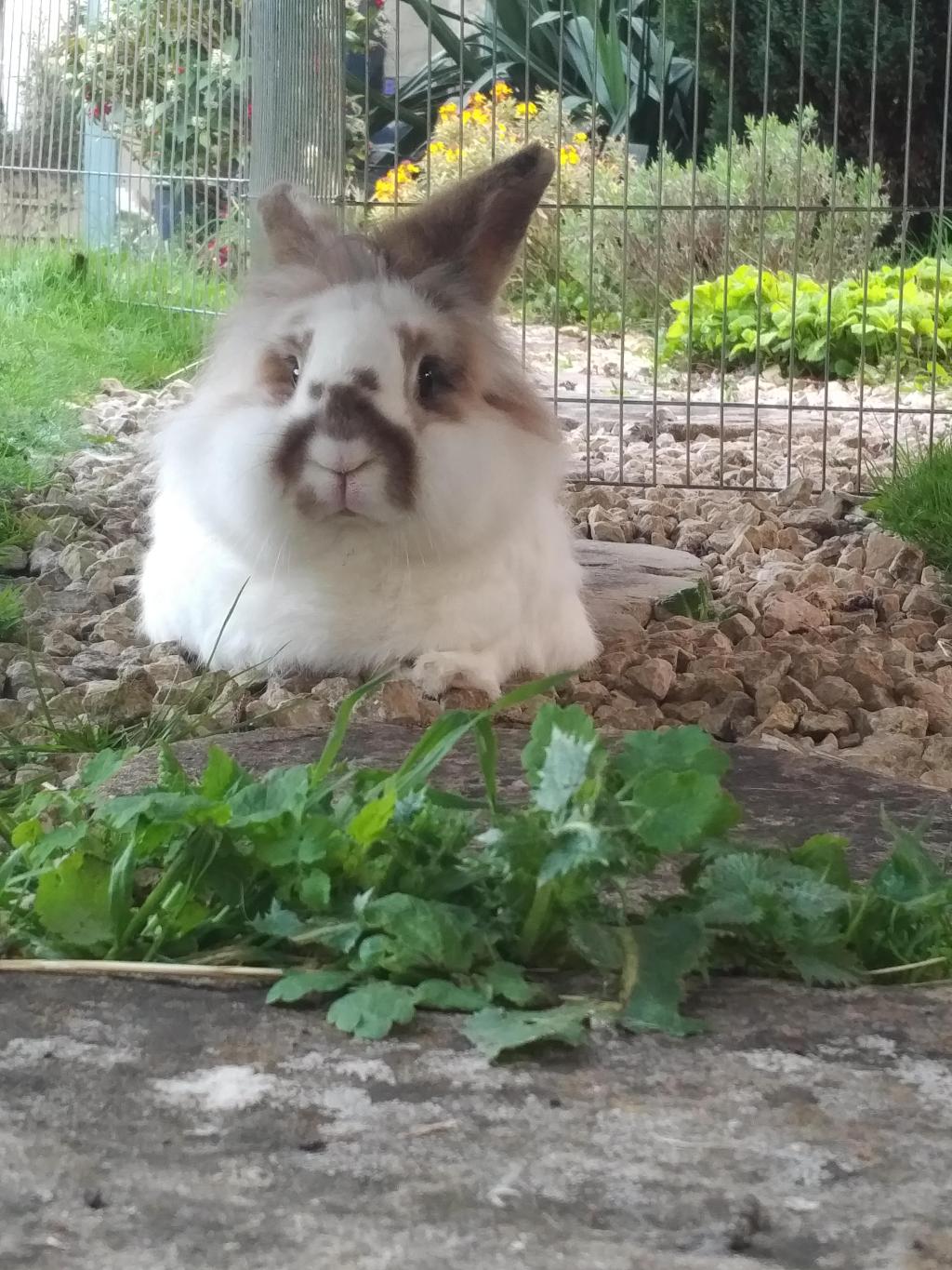 Katrijn the lionhead rabbit reclines in the garden