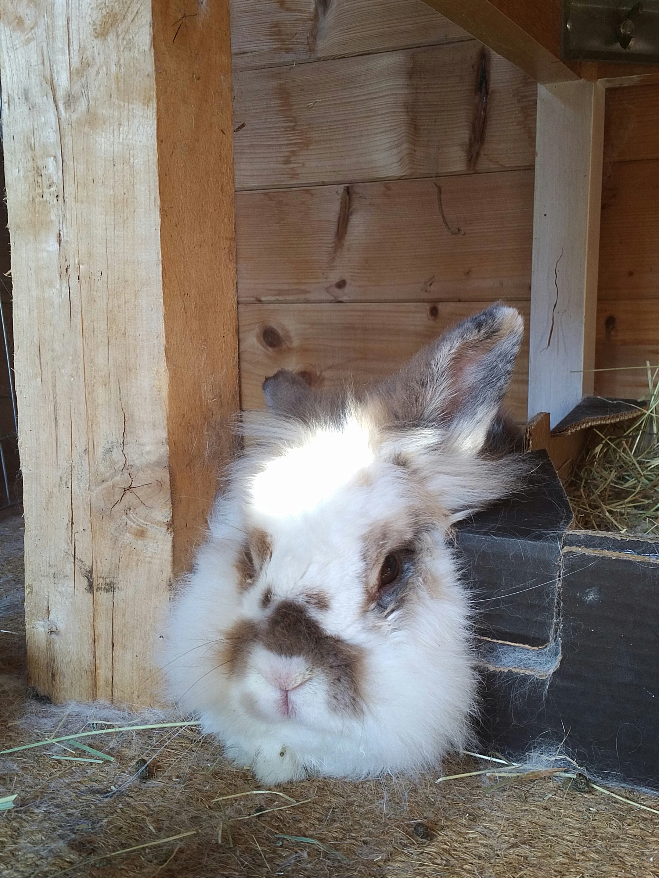 Katrijn the white lion head rabbit reclines on the carpet in her summerhouse, comfortably wedged between her hay box and a table leg. The sun lights up a patch of fur on her forehead.