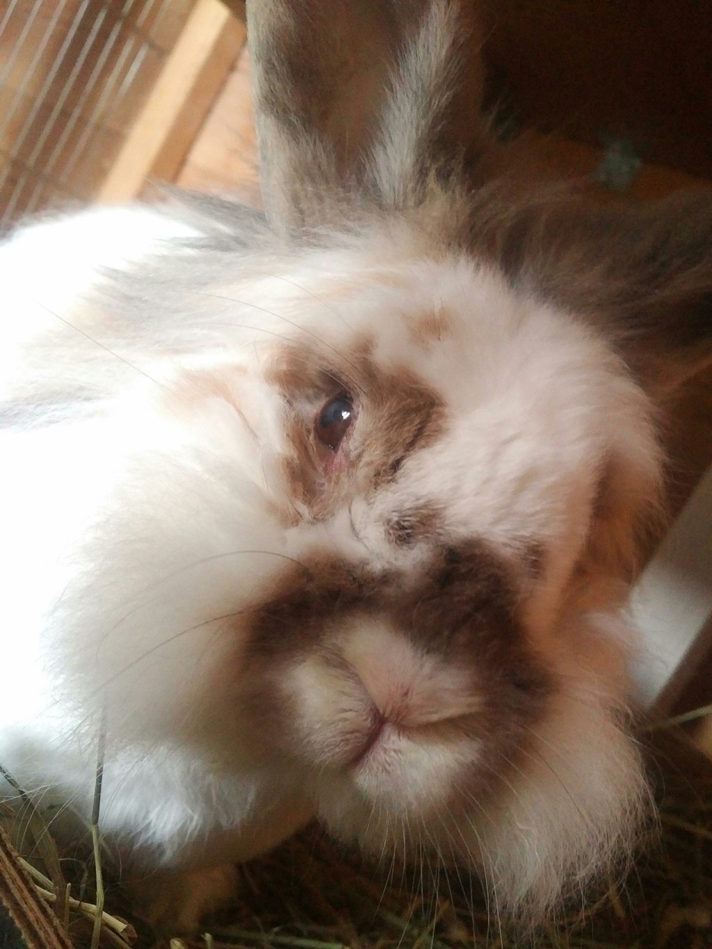 For shame, Mrs&nbsp;May