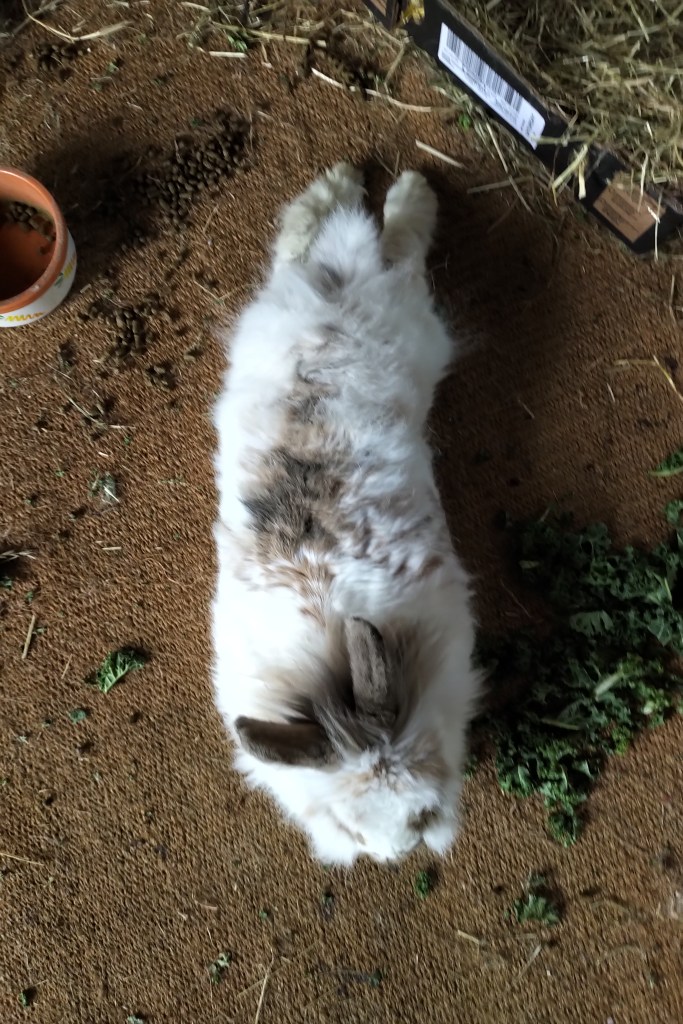 Katrijn stretched out flat on her belly with her hind legs sticking out. She has upended her food bowl and the contents are next to her on the carpet, while a pile of greens is by her head.