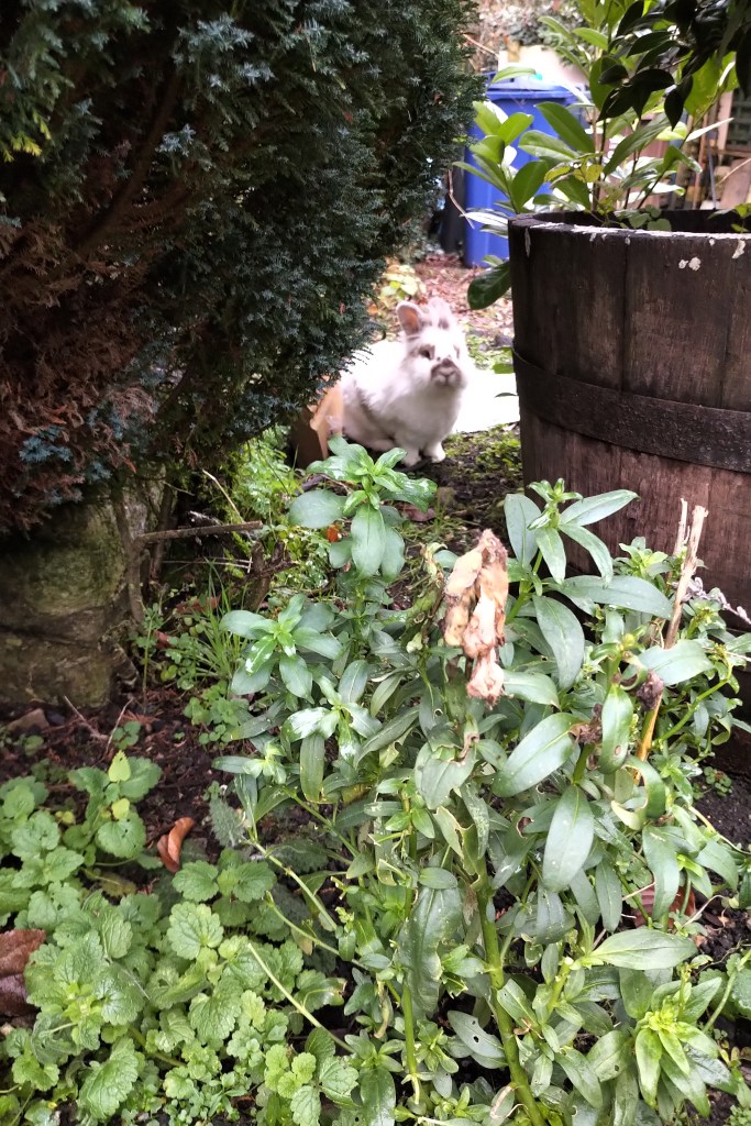 Katrijn the white lion head rabbit sits in the garden, tucked away between a large planter, a wall and a large shrub.