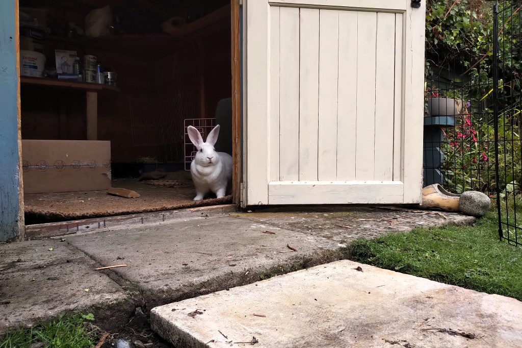 Drusilla the giant white red eyed rabbit looks into the garden from just inside the open door of her summer house. In the foreground, taking up the bottom half of the image are the pavers leading to the open door. The bottom half of the cream door is visible on the right, the rtop right of the image shows the greenery in the background and the pink flowers of a fuchsia. A wooden clog and a large rounded stone are near the bottom of the door on the right. Some of the inside of the summerhouse is visible too behind Drusilla, most notably a cardboard box, the coir carpet and in the top left corner the low light is reflected in a couple of paint tins stacked on top of a work bench agains the back wall. Directly behind Drusilla the open door to her pink travel cage can be made out.