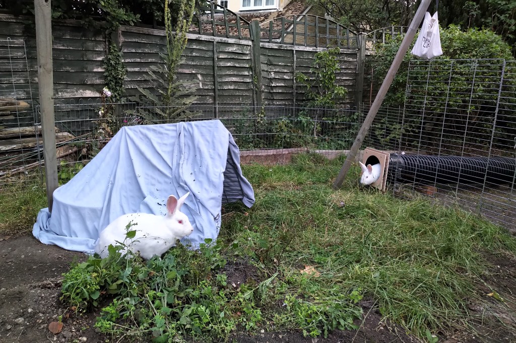 Image of Drusilla and Obelix's play pen. the bottom half of the image has weeds and grass, and on the left a tent-like structure with a blue fabric covering is prominently seen. Obelix is sitting next to it, his ears are pointing forwards and he he pictured side-on. On the right of the image, exactly halfway a large, black plastic pipe is visible through the thin bars of the pen's metal panels. Drusilla is exiting the pipe into the pen, her head, ears and shoulders have already emerged. There is a tall wood pole to the left of Drusilla propping up the clothesline, and a cream cloth bag containing clothes pins dangles from the line in the top right corner of the image. There is a large geen shrub in the background.
In the top half of the image we can see the green fence panels separating the garden from the neighbours', and part of their roof and windows are visible. 
