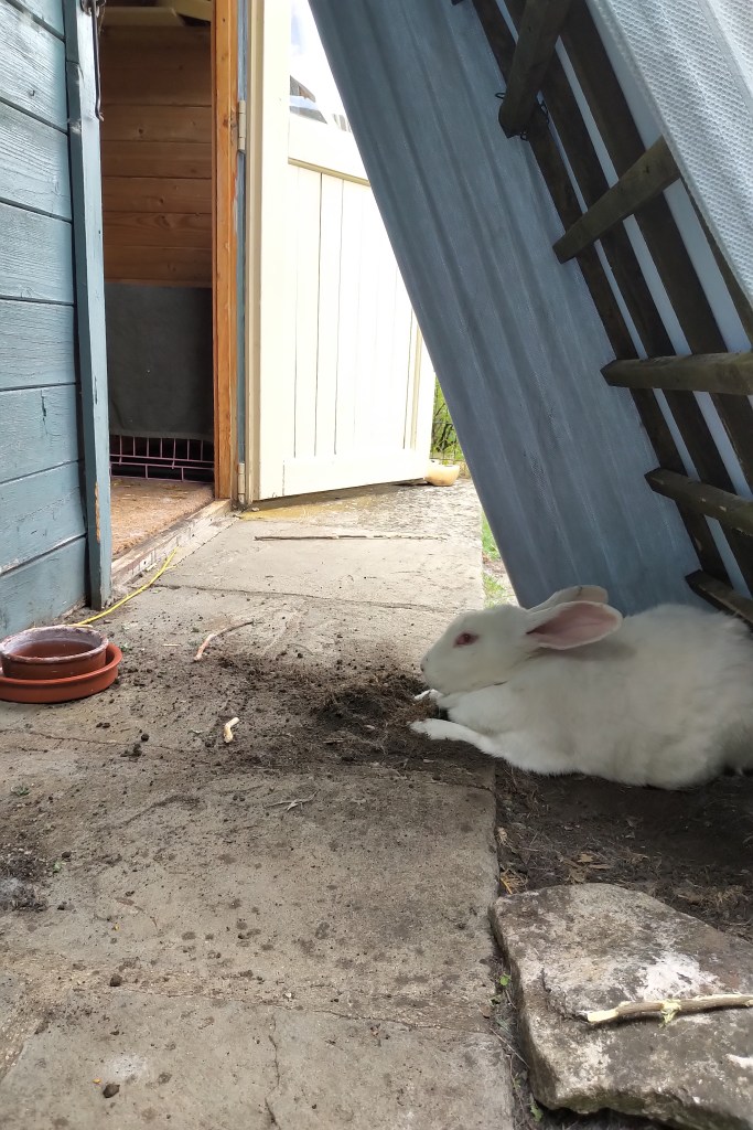 Obelix the giant white red eyed rabbit reclines under his lean-to outside his blue summer house. He is in the bottom right hand quarter of the image, pictured side-on and facing left. There is loose earth scattered in front of him. His lean-to is made from a wood trellis covered in a light blue bedspread. The slabs in front of the summerhouse are well visible in the bottom half of the image, and on the left part of the blue wall of the summer house is seen. Two brown ceramic bowls are nesting in front of the wall. The cream door is open and seen in the top half of the image.