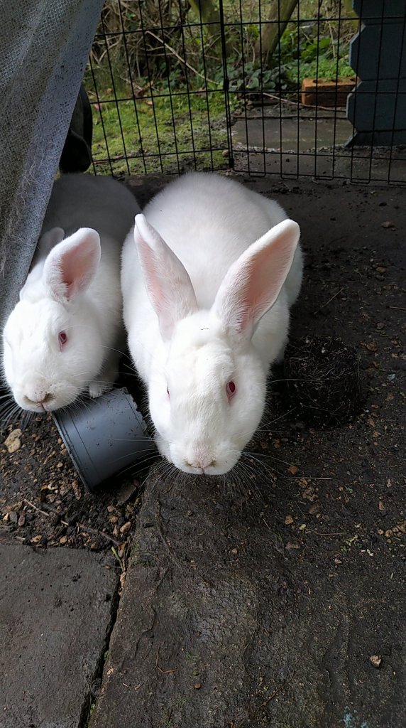 Obelix and Drusilla the white rabbits are stretching towards the camera from underneath their lean-to shelter outside their summer house. A grey plastic flower pot is in the way for Drusilla, on the left.