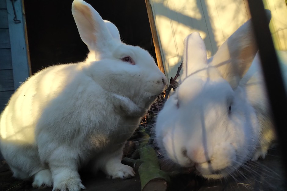 Obelix and Drusilla the white rabbits sit in the evening sun in the doorway of their summer house to chew on a branch from an apple tree. Drusilla is sitting side-on at the left and Obelix reaches towards the camera on the right.